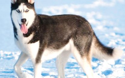Exotic dog breeds suffer in Guyana’s tropical climate