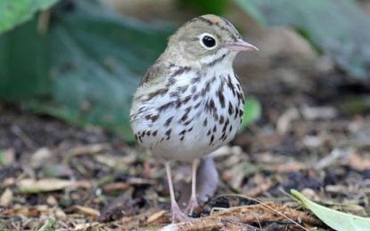 Ovenbird [Seiurus aurocapilla]
