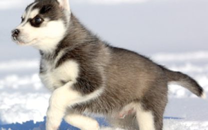 Animal rights activist wants ban on importation of dogs unsuitable for Guyana’s climate