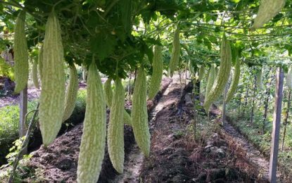 Agriculture sector will remain strong despite impending oil boom – NAREI’s CEO