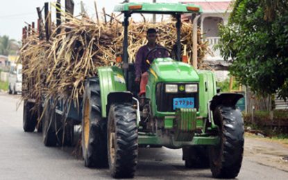 Cabinet to consider bailing out cash-strapped GuySuCo
