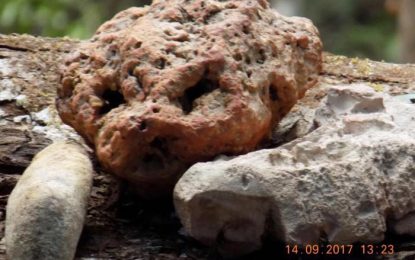 Strange ‘archaeological’ find in Paramakatoi
