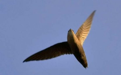 Chimney swift (Chaetura pelagica)