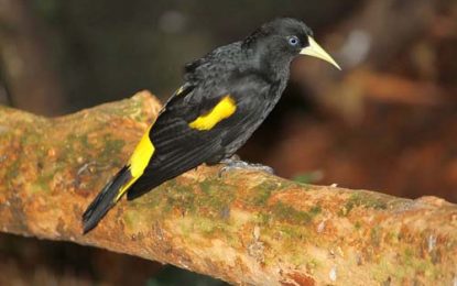 Yellow-rumped cacique (Cacicus cela)