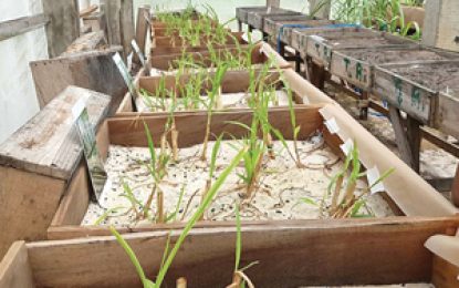 Project to improve soil quality with charcoal launched