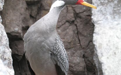 Interesting Creatures… Red-legged cormorant (Phalacrocorax gaimardi)