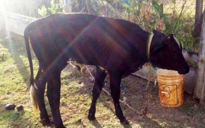 File from Public Security Ministry will determine fate of calf in police compound