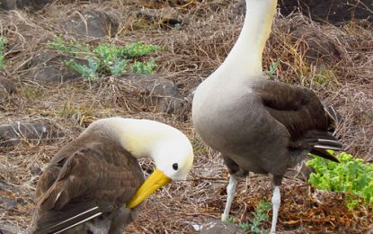 Interesting Creatures… Waved Albatross [Phoebastria irrorata]