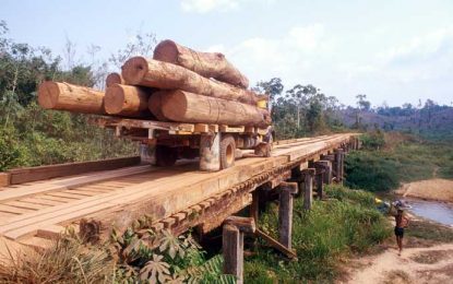 Brazil police bust $$million fraud to export precious Amazon wood to China