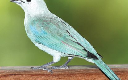 The Blue-grey Tanager [Thraupis episcopus]