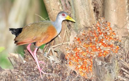 Grey-necked wood rail (Aramides cajaneus)