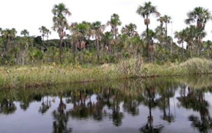 Sustainability measures needed to preserve ‘tree of life’ – Researcher