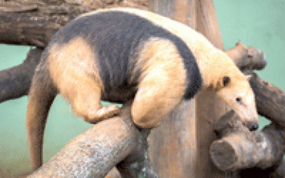 Interesting Creatures… Tamandua