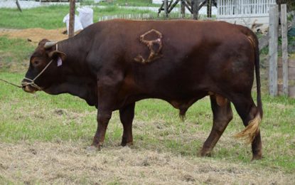 Imported bulls to aid local cattle industry