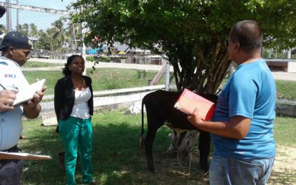 Auctioned: Injured calf at centre of storm sold for $32,000