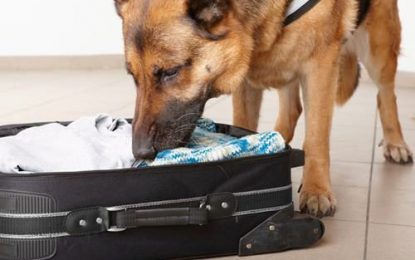 SOCU advised to secure cash-sniffer dogs