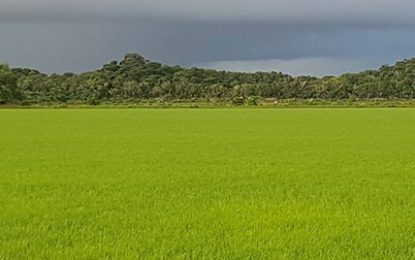 Venezuela took 35,000 tonnes of Guyana rice last year