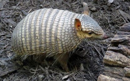Interesting Creatures…   Screaming hairy armadillo [Chaetophractus vellerosus]
