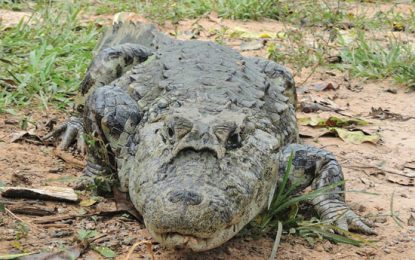 Interesting Creatures… Broad-Snouted Caiman (Caiman latirostris)