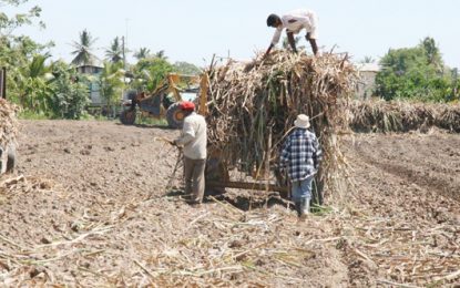 GuySuCo contracts out labour, other services at its three estates