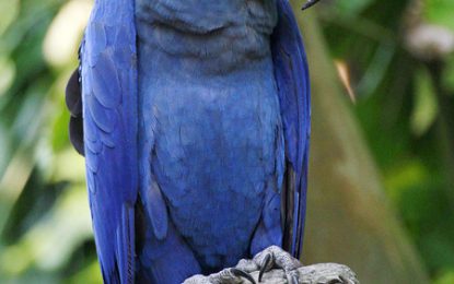 Interesting Creatures… Hyacinth macaw