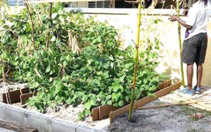 West Ruimveldt residents benefit from urban agriculture project
