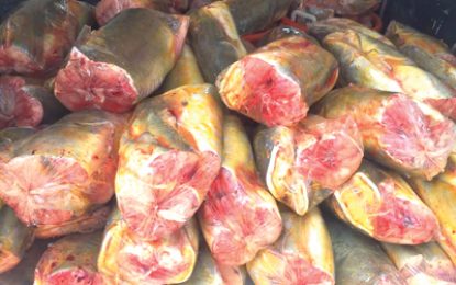 US bans Gilbacker, other fish