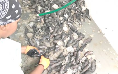 Govt. fully responsible for catfish ban – Opposition Leader