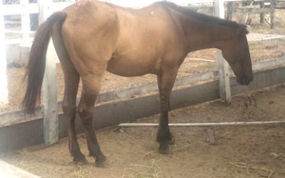 Impounded horse to undergo DNA test to determine owners?