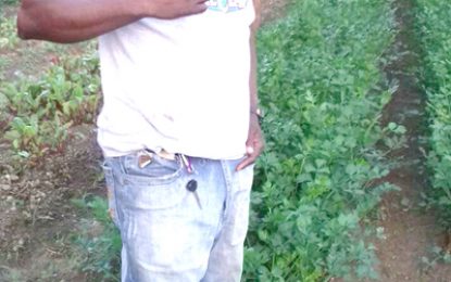 Fresh from the West…Love equals successful farming, says Linden farmer, Pierce Ifill