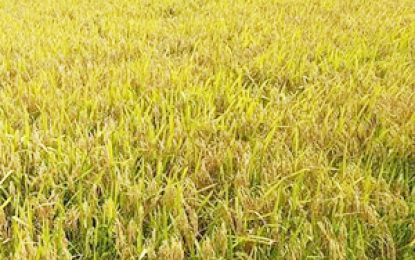 GRDB debunks reports of water weevil outbreak
