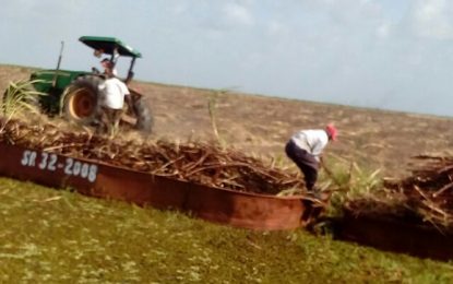 GuySuCo gains traction as harvesting begins at Rose Hall
