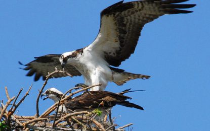 Interesting Creatures… The Osprey (Pandion haliaetus)