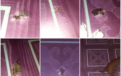 Caught between police and a bandit: Bent Street family relives horror