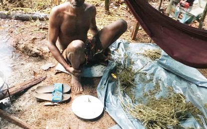 La Grange man jailed for ganja farm