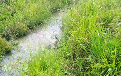 Reputed husband drowns Herstelling woman in latest domestic violence attack