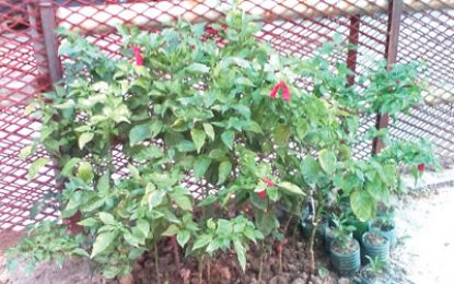 Police ‘uproot’ ganja-planting plot at Lusignan holding facility