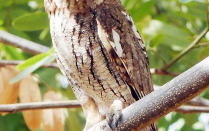 Tropical screech owl (Megascops choliba)