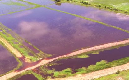 Several villages in Mahaicony under water