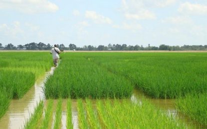 Rice yields improve dramatically to 40 bags per acre