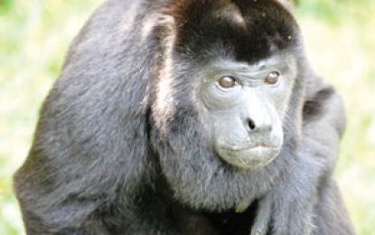 The Mantled Howler (Alouatta palliata)