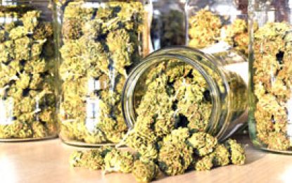 CARICOM heads to consider dismantling marijuana prohibition