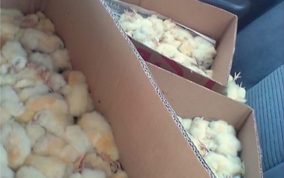 600 chicks die in car after driver detained for hours