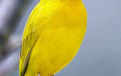 Saffron finch (Sicalis flaveola)
