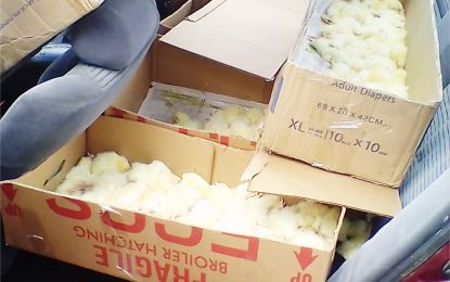 Cop, driver differ on death  of baby chicks