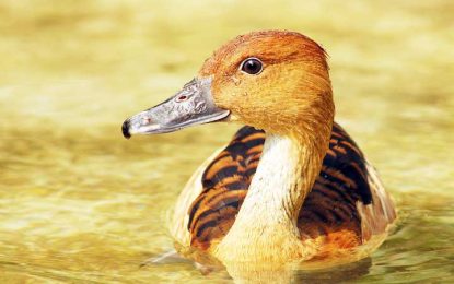 Fulvous whistling duck