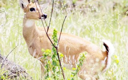 Pampas deer (Ozotoceros bezoarticus)