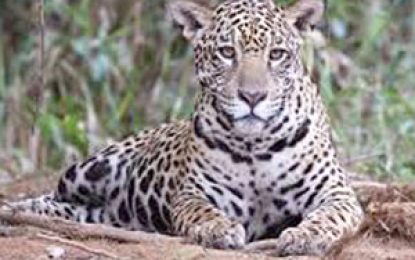 Jaguars wreak havoc for Mocha cattle farmers