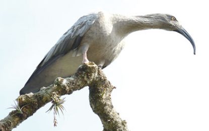 The Plumbeous Ibis