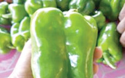 No more importation of sweet peppers, as farmers up production